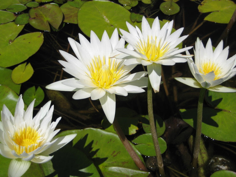 white water lily for sale Tropical Water Lily – Dietter's Water Gardens