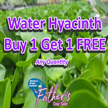 Load image into Gallery viewer, Water Hyacinth