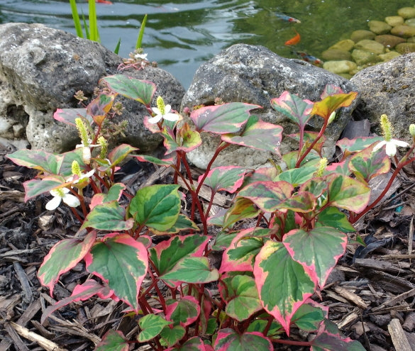 Chameleon Plant