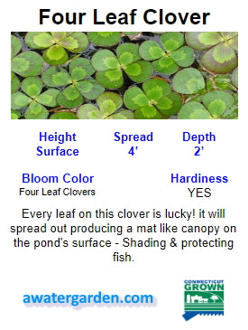 Four Leaf Clover  Pond Plants Online