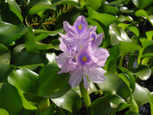 Load image into Gallery viewer, Water Hyacinth