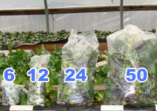 Load image into Gallery viewer, Water Hyacinth