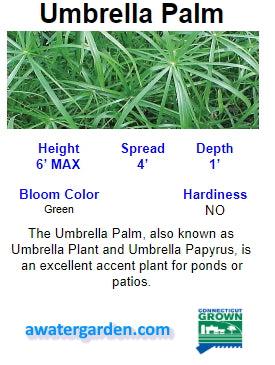umbrella palm plant Umbrella Palm – Dietter's Water Gardens