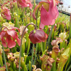 Small Carnivorous Pitcher Plant