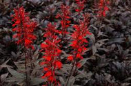 Black Truffle Cardinal Lobelia