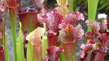 Load image into Gallery viewer, Small Carnivorous Pitcher Plant
