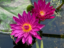 Load image into Gallery viewer, Tropical Water Lily
