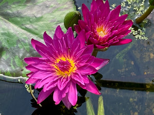 Tropical Water Lily