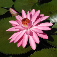 Load image into Gallery viewer, Tropical Water Lily
