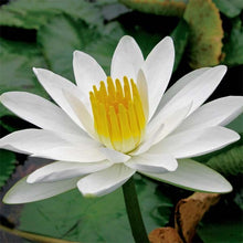 Load image into Gallery viewer, Tropical Water Lily
