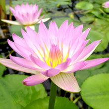 Load image into Gallery viewer, Tropical Water Lily
