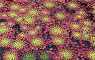 Water Mosaic