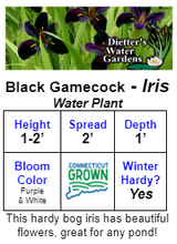 Load image into Gallery viewer, Black Gamecock Iris (Pre-Order)
