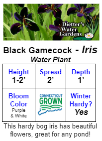 Black Gamecock Iris (Pre-Order)