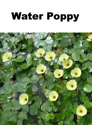 Water Poppy