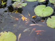 Basic Pond Kit
