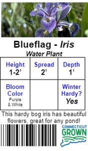 Water Iris