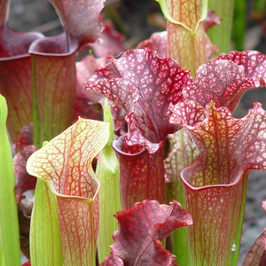 Small Carnivorous Pitcher Plant