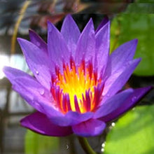 Load image into Gallery viewer, Tropical Water Lily
