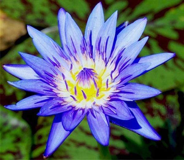 lily tropical flower Tropical Water Lily