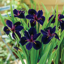 Load image into Gallery viewer, Black Gamecock Iris
