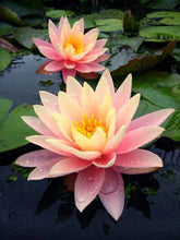 Load image into Gallery viewer, Peach Hardy Water Lily
