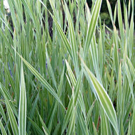 Variegated Cattail