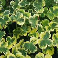 Variegated Pennywort