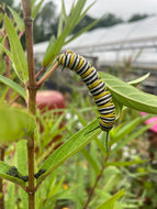 Swamp Milkweed