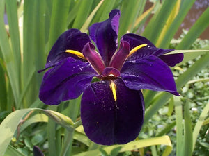Black Gamecock Iris