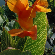 Load image into Gallery viewer, Tropical Water Canna (Orange Flower)
