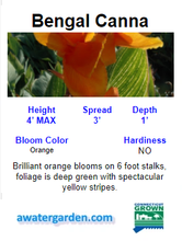 Load image into Gallery viewer, Tropical Water Canna (Orange Flower)
