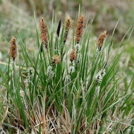 Black Sedge