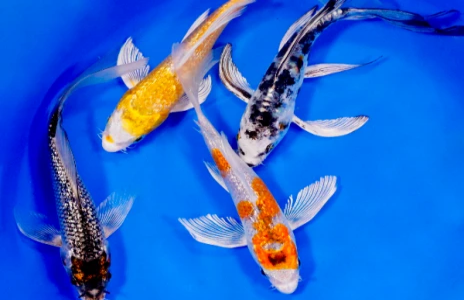 Small Butterfly Koi