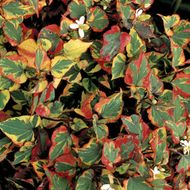 Chameleon Plant