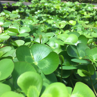 Four Leaf Clover