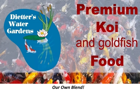 Premium Koi & Goldfish Food - Large Pellets