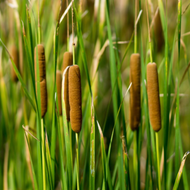 Graceful Cattail