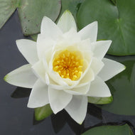White Hardy Water Lily