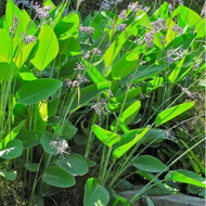 Hardy Water Canna