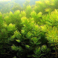 Hornwort (Oxygenator)