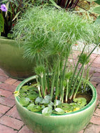 Dwarf Papyrus
