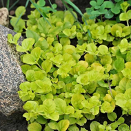 Creeping Jenny