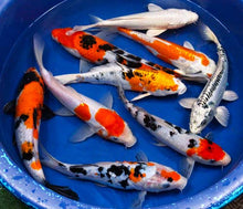 Load image into Gallery viewer, Traditional Koi
