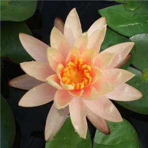 Peach Hardy Water Lily