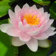 Pink Hardy Water Lily