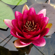 Red Hardy Water Lily