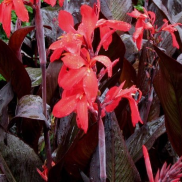 Tropical Water Canna (Red Flower w/Red Leaves)