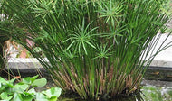 Umbrella Palm