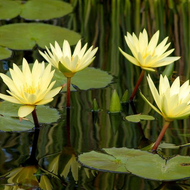 Yellow Hardy Water Lily